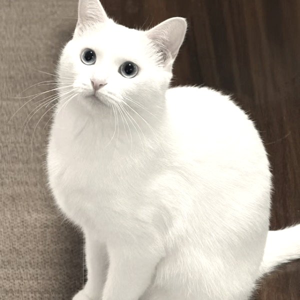 杨杨